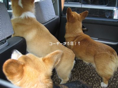 コーギー