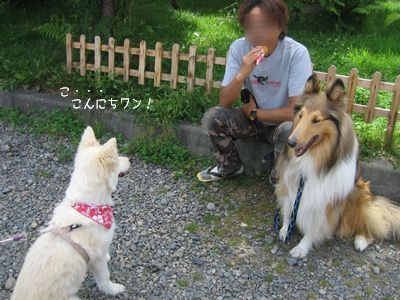 こんにちわん