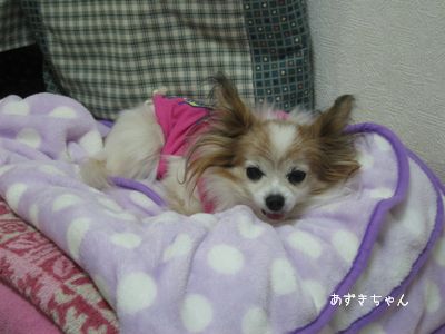 あずきちゃん