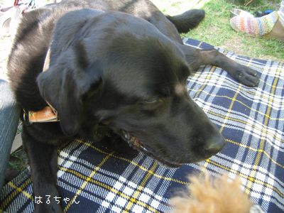 わん