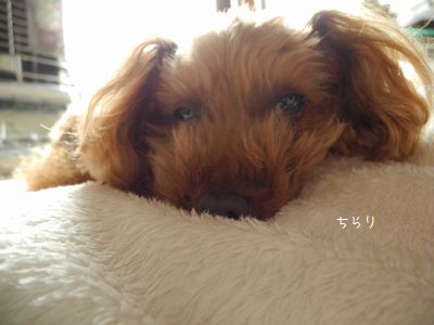 琥太