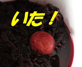 ÀÖ»çÁɤÎÃæ¤«¤é¤³¤ó¤Ë¤Á¤Ï¡Á¢ö