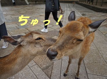 ¤«¤ï¤æ¤¤¡£