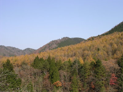 唐松林
