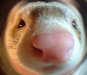 かおアップ