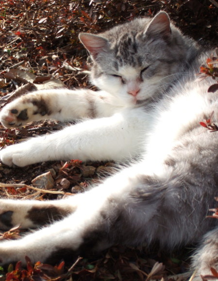 猫