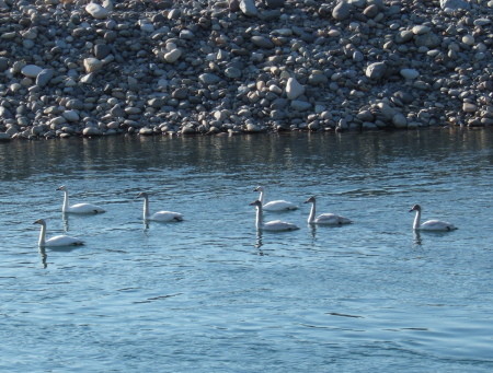 白鳥発見