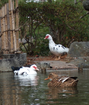 なんて鳥?