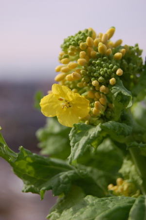 菜の花