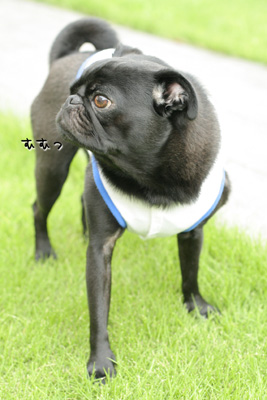 キョロ