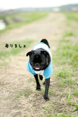 お散歩しよっか。