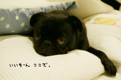 うとうと・・・。