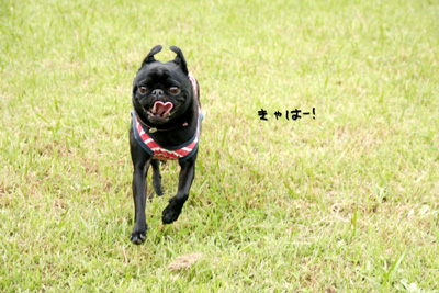 走る走る!