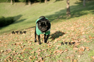 カサカサ好きです