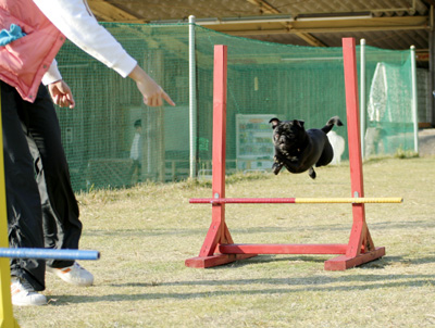飛んでます