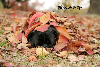 一生懸命隠れてます!