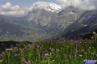 スイスの花畑