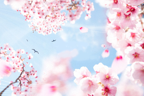 桜写真