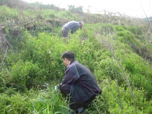 柚子植え