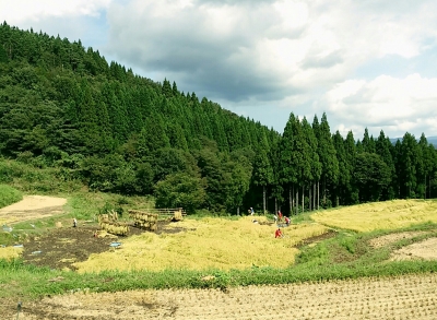 うへ山の棚田