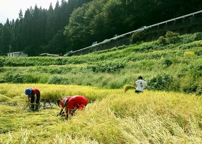 うへ山の棚田