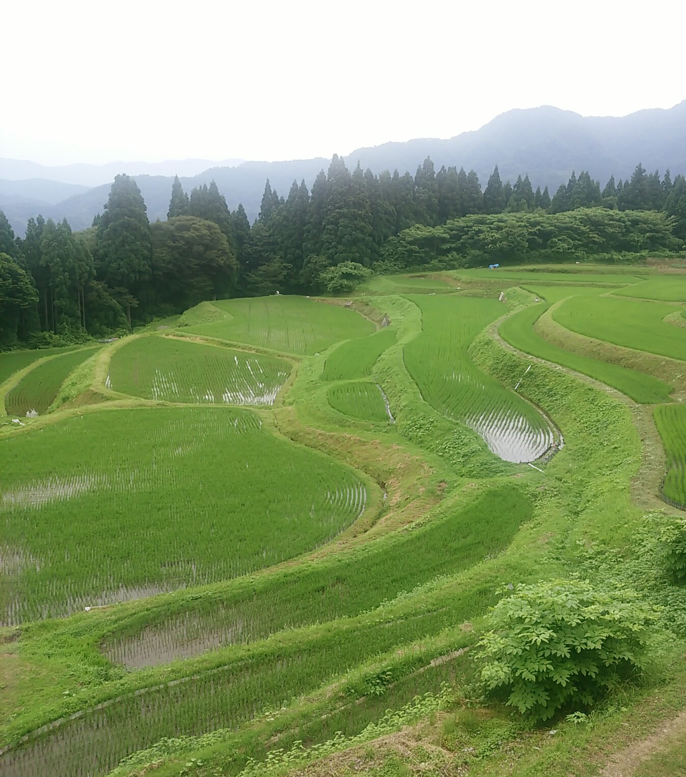 うへ山の棚田