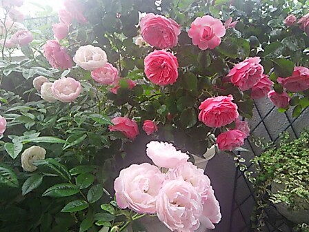 IMG_20150517_233226.jpg