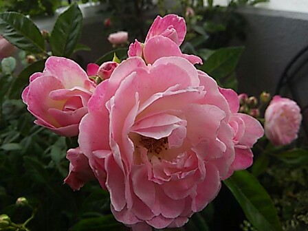 IMG_20150517_233701.jpg
