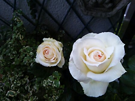 IMG_20150517_233633.jpg