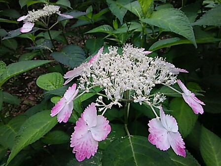 IMG_20150616_213023.jpg