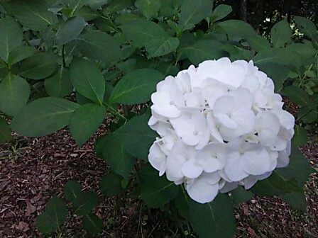 IMG_20150616_213515.jpg
