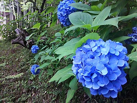 IMG_20150616_213501.jpg