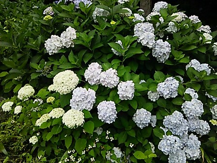 IMG_20150616_213623.jpg