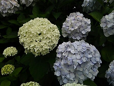 IMG_20150616_213706.jpg