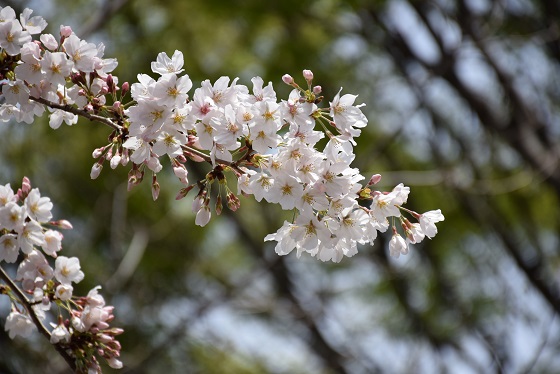 DSC_0473.JPG