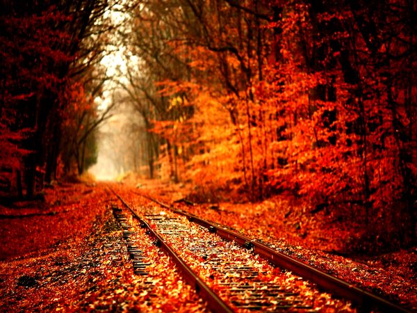 orange_forest_and_rail_road-1920x1200.jpg