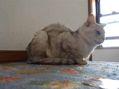 みこと