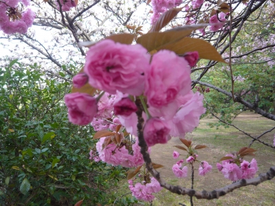 P1030454.JPG