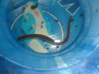 unagi