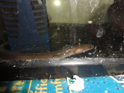 unagi