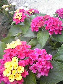 090620_1836~01.JPG