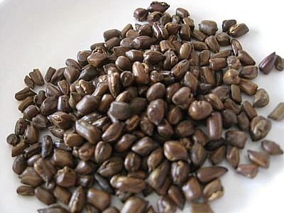 お茶 (1).JPG