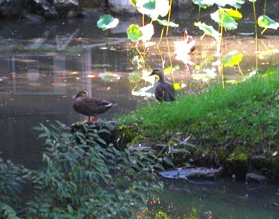 石清水八幡宮 下山20