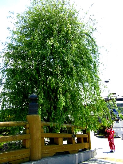 京都宇治 宇治大橋 4