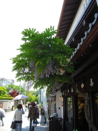 京都宇治 土産物通り