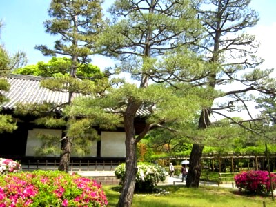 宇治平等院3