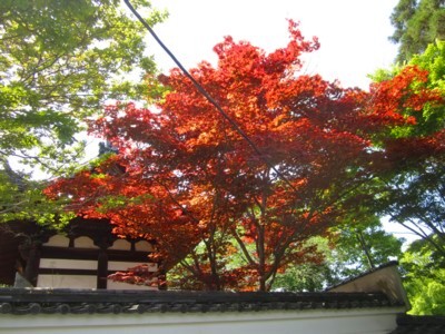 宇治平等院19