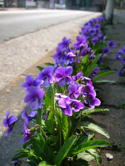 no flower no life