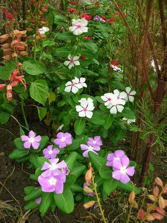 no flower no life