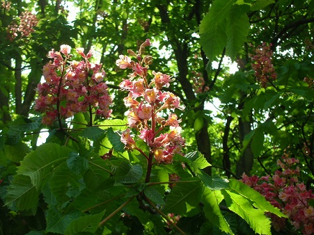 栃の花